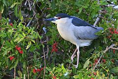 Black-crowned Night-Heron